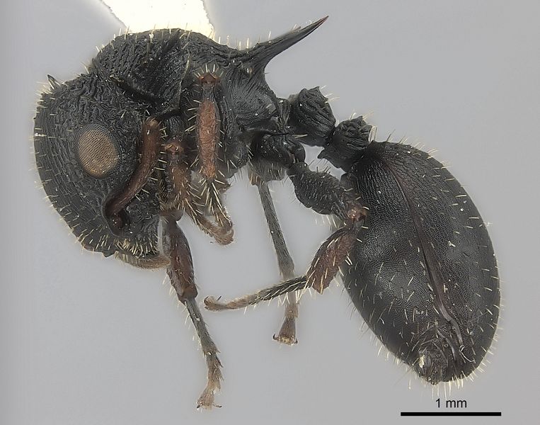 File:Cataulacus guineensis P casent0217824.jpg