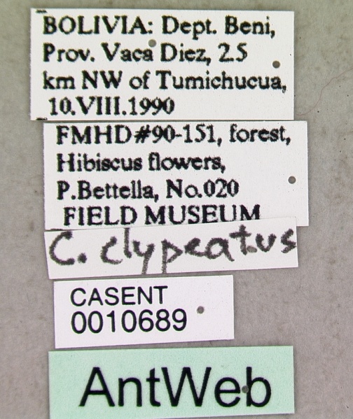 File:Cephalotes clypeatus casent0010689 label 1.jpg