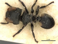 Cephalotes multispinosus D casent0900241.jpg