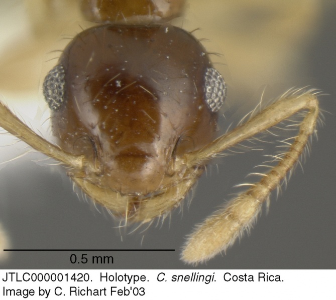 File:Crematogaster snellingi jtlc000001420 h 1 high.jpg