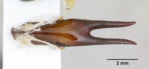 Dorylus nigricans casent0172641 dorsal 2.jpg