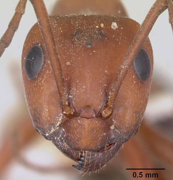 File:Formica rubicunda casent0104869 head 1.jpg