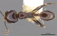 Monomorium alamarum casent0902183 d 1 high.jpg