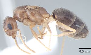 Nylanderia smythiesii p queen.jpg