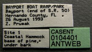 Pheidole floridana casent0104401 label 1.jpg