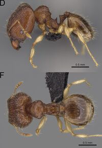 Pheidole longipilosa F39df.jpg