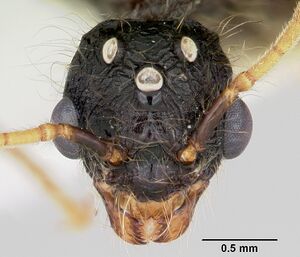 Pheidole rhea casent0172584 head 1.jpg