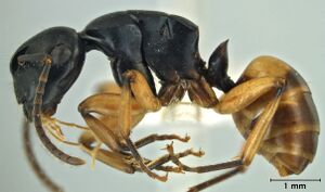 Polyrhachis flavibasis side.jpg