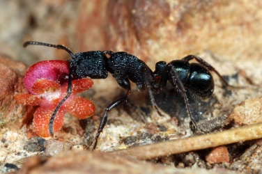 While they normally prefer animal-based prey items, this worker is returning to her nest with a small flower.