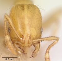 Solenopsis globularia lucayensis casent0103219 head 1.jpg