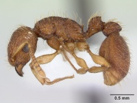 Tetramorium viticola casent0178339 profile 1.jpg