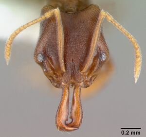 Anochetus mayri casent0010834 head 1.jpg