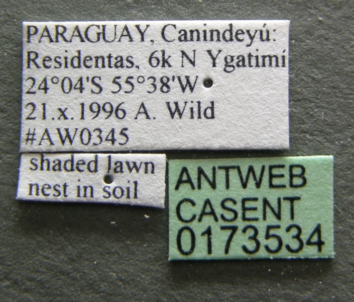 File:Anochetus neglectus casent0173534 label 1.jpg
