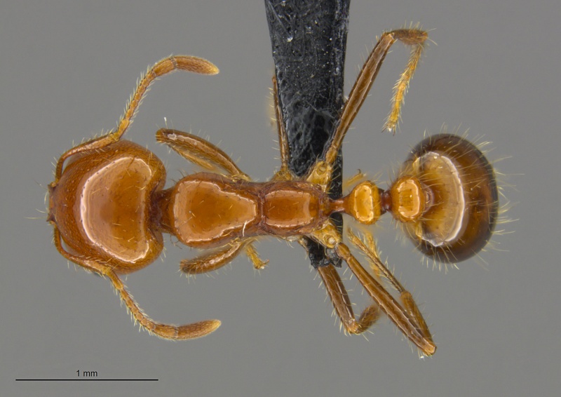 File:Mcz-ent00668902 Solenopsis xyloni soldier had.jpg