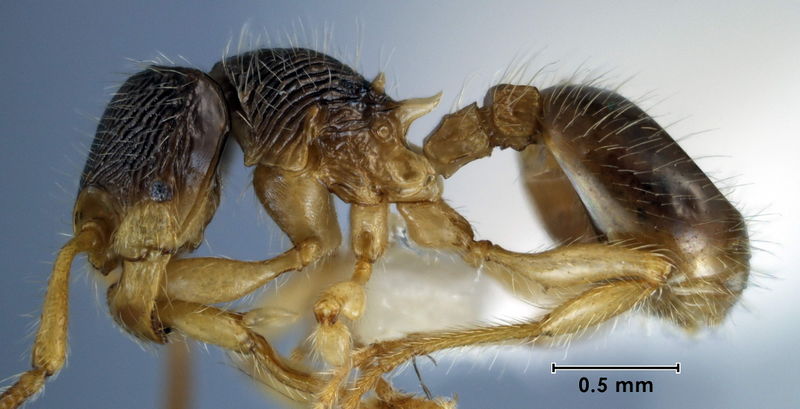 File:Myrmecina silvampla holotype ANIC32-047355 side.jpg