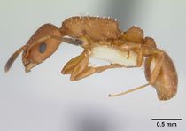 Nesomyrmex angulatus casent0178296 profile 1.jpg