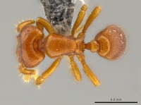 Octostruma convallis D casent0627381.jpg