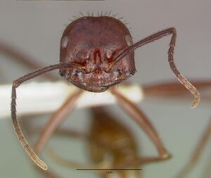 Ocymyrmex ankhu castype13684 head 1.jpg