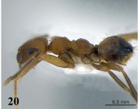 Ortiz, CBrachymyrmex-brasiliensis1.jpg