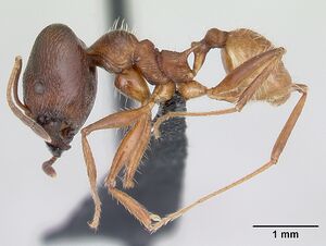 Pheidole ajax casent0178234 profile 1.jpg