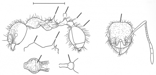 Pheidole alayoi Wilson 2003.jpg