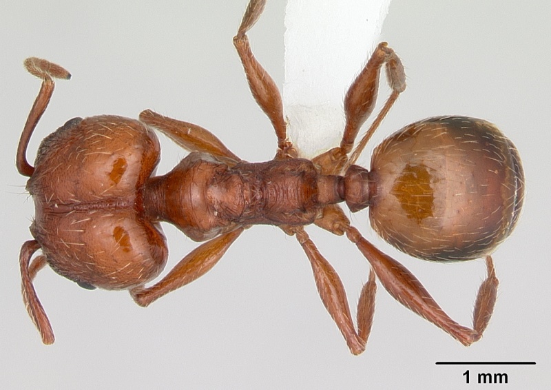 File:Pheidole bergi casent0178008 dorsal 1.jpg