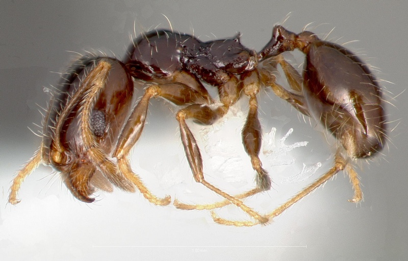 File:Pheidole clementensis casent0005756 profile 1.jpg