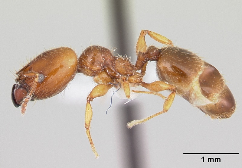 File:Pheidole vallifica casent0178065 profile 1.jpg