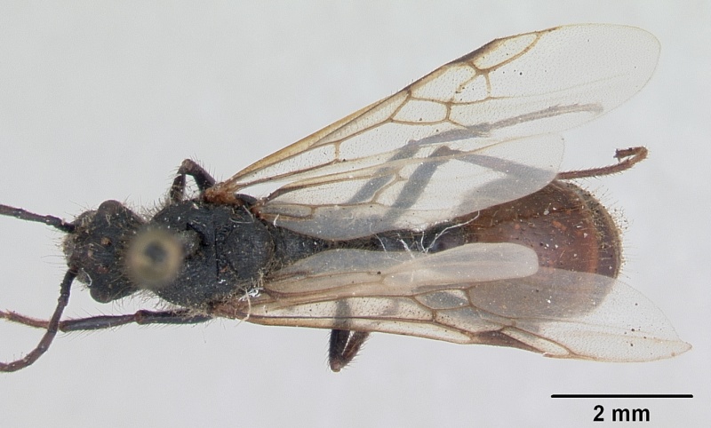 File:Pogonomyrmex cunicularius casent0173361 dorsal 1.jpg
