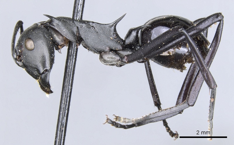 File:Polyrhachis pressa casent0903371 p 1 high.jpg