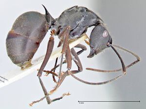 Polyrhachis spinosa focol2638 p 2 high.jpg