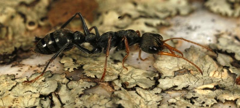 File:Shattuck C21684-web, ANIC32-009445, Myrmecia pilosula group, near Bungendore, NSW.jpg