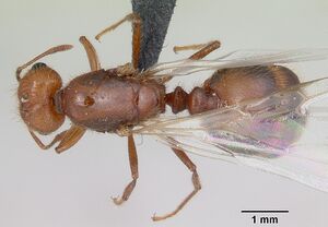 Solenopsis geminata casent0055762 dorsal 1.jpg