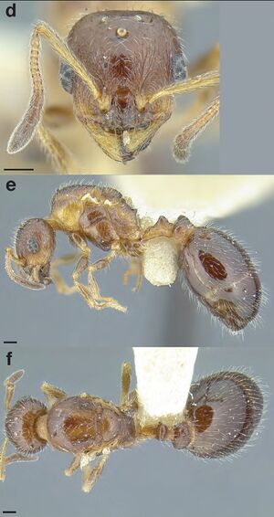 Temnothorax pergandei casent0758229 F129 d-f.jpg