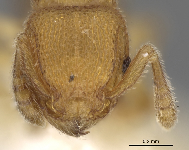 File:Tetramorium gestroi casent0280899 h 1 high.jpg