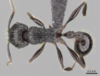 Tetramorium isoelectrum casent0152199 d 1 high.jpg