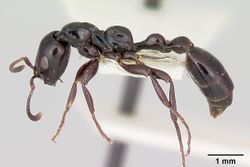 Tetraponera nigra casent0103313 profile 1.jpg