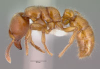 Typhlomyrmex rogenhoferi casent0010872 profile 1.jpg