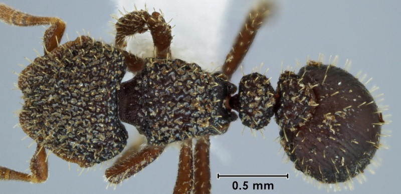 File:Calyptomyrmex retrostriatus HT top 40-Antwiki.jpg