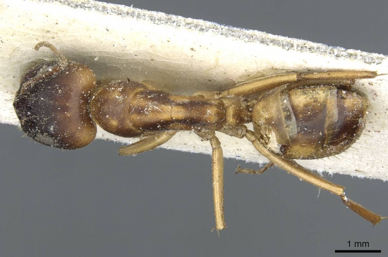 File:Camponotus abjectus casent0911883 d 1 high.jpg