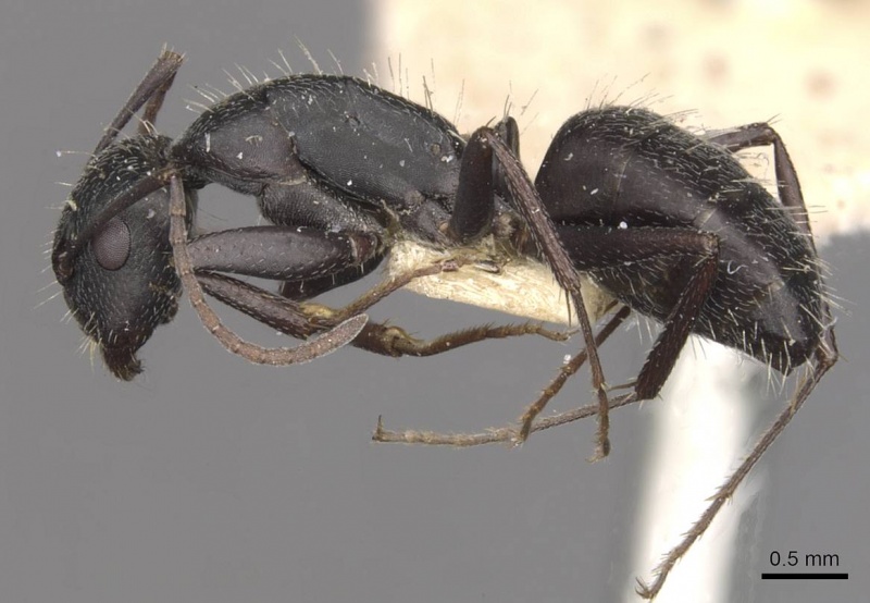 File:Camponotus bocki casent0909963 p 1 high.jpg