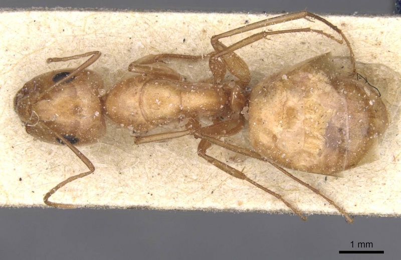 File:Camponotus planitae casent0911908 d 1 high.jpg