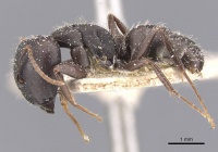 Camponotus sculptor casent0911692 p 1 high.jpg