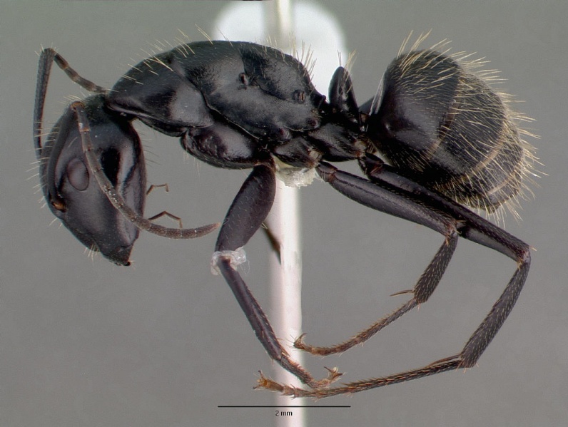 File:Camponotus vagus casent0008640 profile 1.jpg
