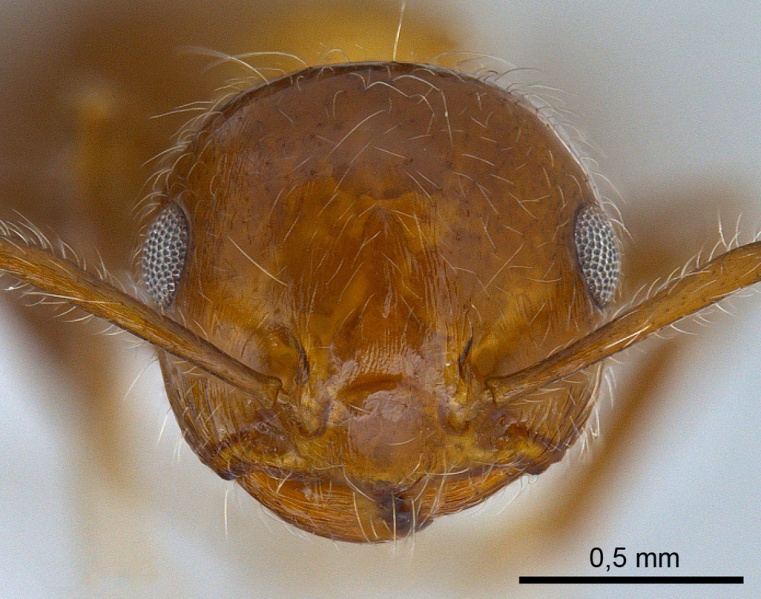 File:Crematogaster subdentata antweb1008065 h 1 high.jpg