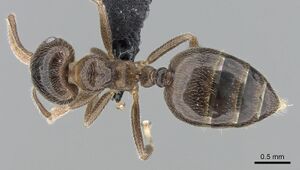 Crematogaster tsisitsilo casent0317686 d 1 high.jpg