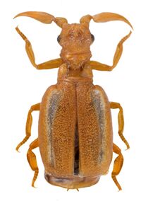 Paussus granulatus Westwood, 1850.jpg