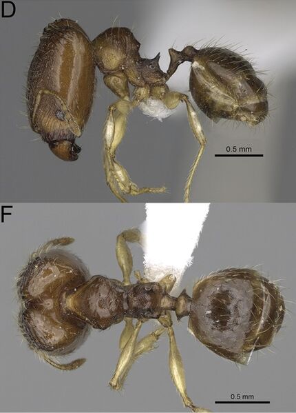 File:Pheidole fitarata F46df.jpg