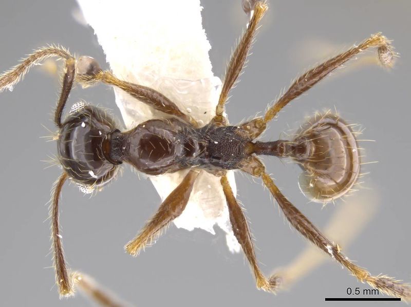 File:Pheidole jivaro jtlc000016419 d 1 high.jpg