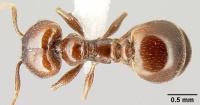 Pheidole synanthropica casent0609037 d 1 high.jpg